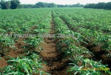 Native tapioca starch
