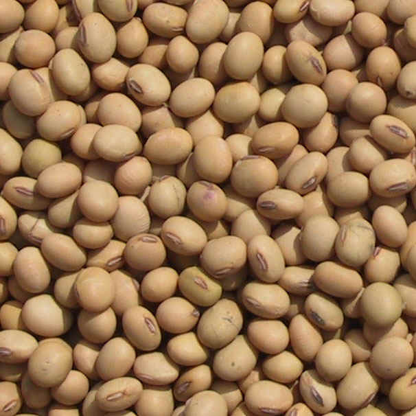 Soybeans from URUGUAY products,Uruguay Soybeans from URUGUAY supplier