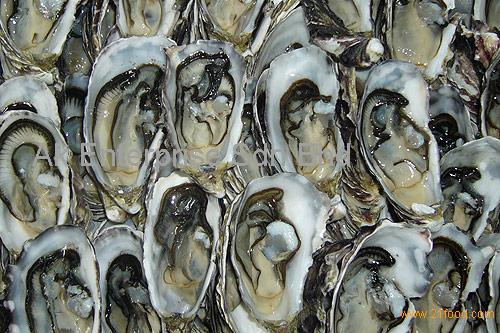 Oysters Fresh Malaysia Price Supplier 21food