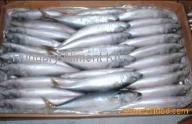 Frozen Mackerel Fish