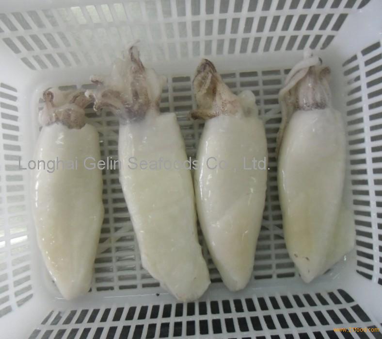 Frozen Squid T T China Price Supplier 21food