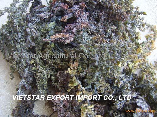 Sargassum (high quality and competitive price)