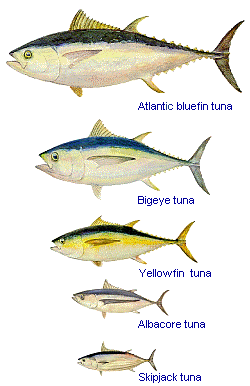 yellow fin  tuna /big  eye   tuna 