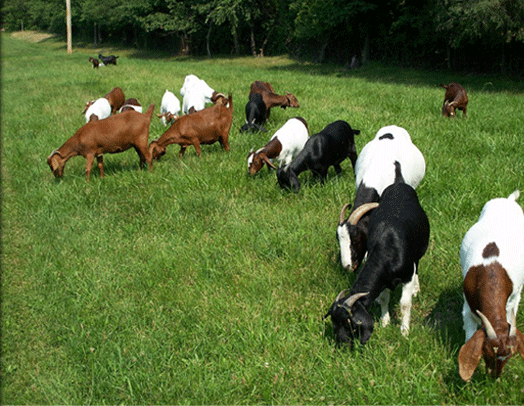 Dairy cattle, Boer Goats, Holstein heifers, Cows, Camels, Sheeps, Horse