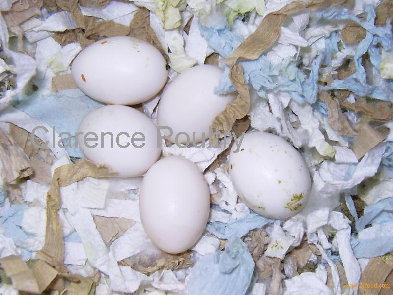 Fertilized Exotic Bird Eggs,Cyprus Exotic Bird Eggs price supplier - 21food