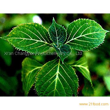Yohimbe Extract