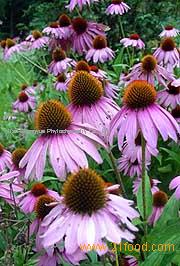 Echinacea Herb Extract