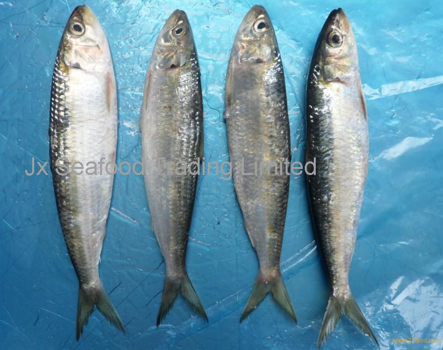 frozen sardine for fishing bait/sardinella longiceps,China jx price  supplier - 21food