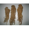 Chinese Angelica Root