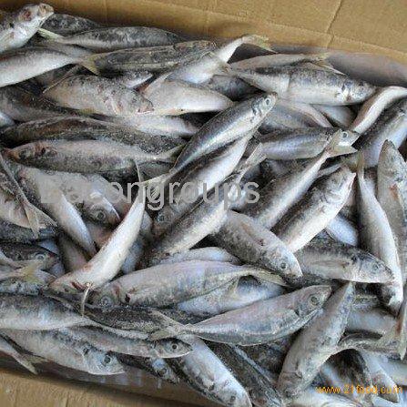 Whole Frozen Scad fish,Cameroon price supplier - 21food