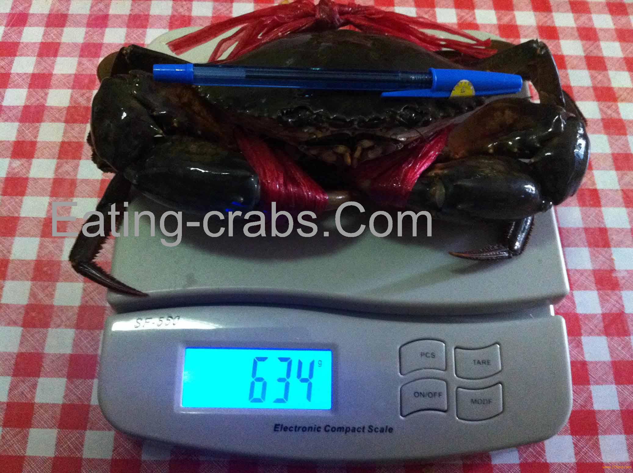 Many sizes of Live Mud Crabs(vietnam,Thai,M'sia,Sri lankan)