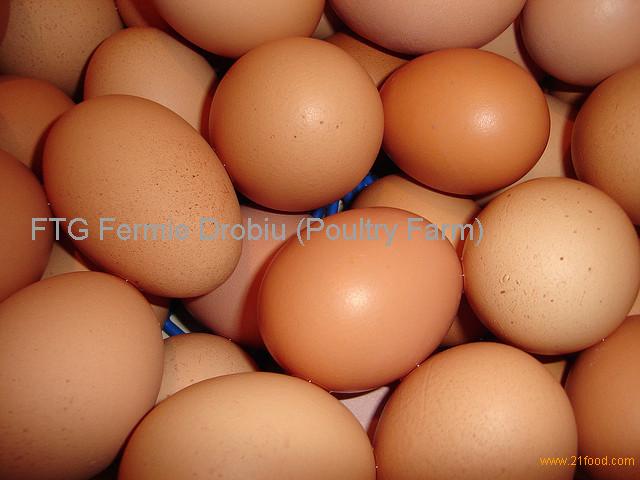 BROWN CHICKEN EGGS Poland FTG Price Supplier 21food