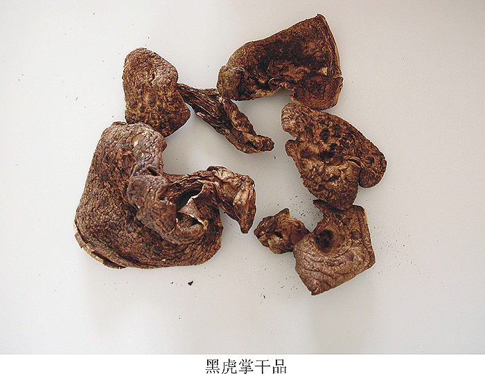 Dried Sarcodon Aspratus