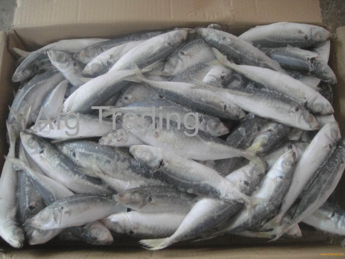 Fresh Sea Frozen Horse Mackerel,South Africa Price Supplier - 21food