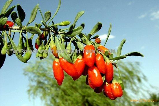 goji berry extract