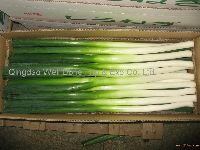 fresh scallions,China price supplier - 21food