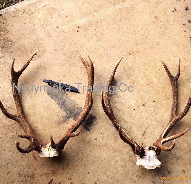 real reindeer antlers for sale