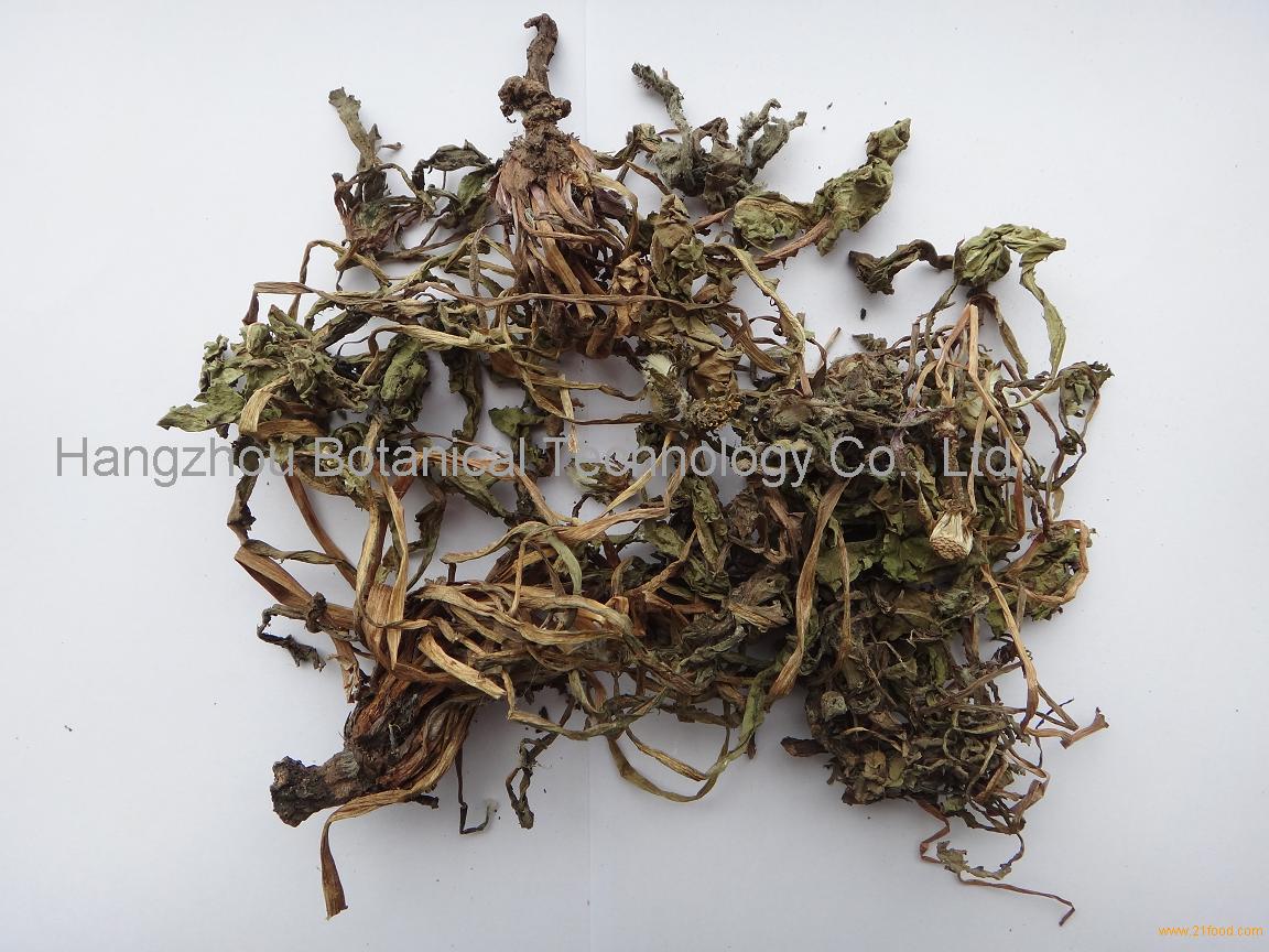 chinese-dandelion-herb-china-botanic-price-supplier-21food