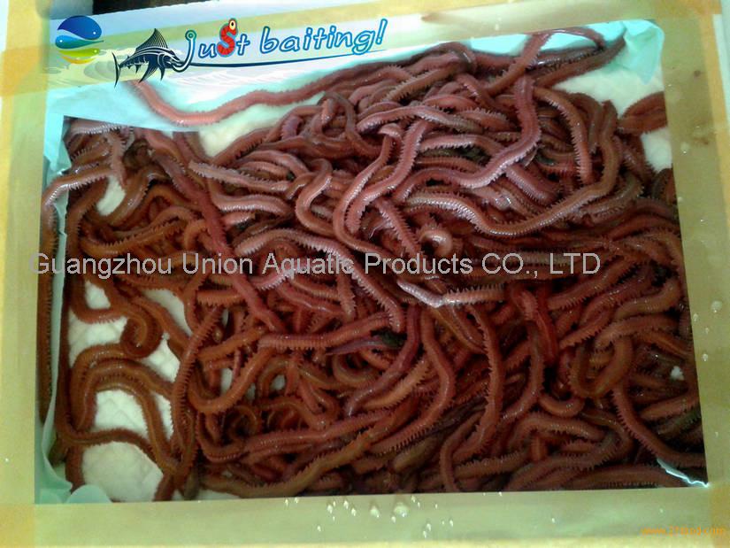 Red Lugworm, live fishing bait, live fish lure, fish lure,China Union price  supplier - 21food