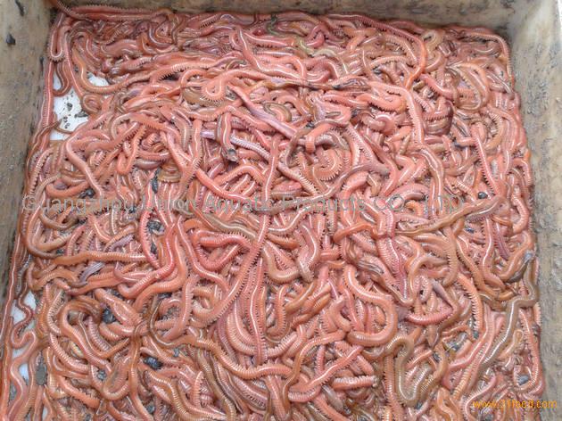 Live fishing bait, live lugworm fishing bait, fresh fishing bait,China  Union price supplier - 21food