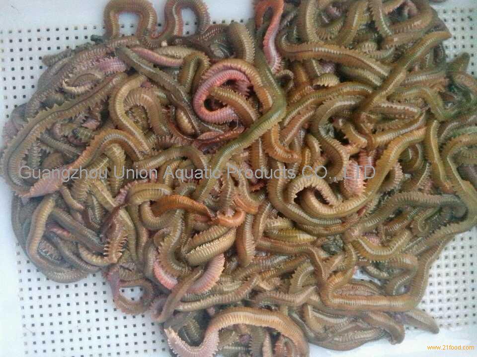 Green lugworm, fresh lugworm bait, fresh fish lures,China Union