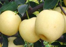 Fresh Golden Pear