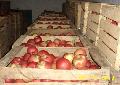 Macedonia Fresh Apples