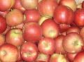 Apples