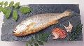  Frozen   croaker  Whole Round