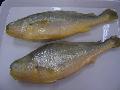 Frozen yellow croaker WR