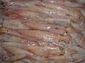 Squid Whole Round