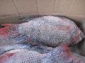 GS tilapia