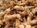 Galangal Root