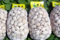 Pizhou  Fresh  Ginkgo,Good gingko nuts