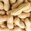 Peanut In Shell