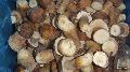 frozen boletus edulis