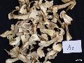 Dried porcini