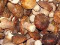  IQF   boletus   edulis 
