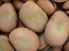 Broad beans