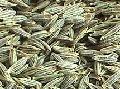 Cummin  seed s