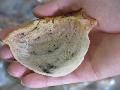 #004 Edible Bird Nest ( RAW )