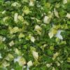  Dehydrated   spring   onion 