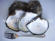  Mother  of Pearl Shells MOP