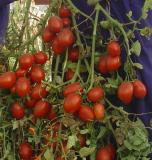 tomatoes paste