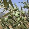  Olive   extract  for beverages