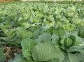 Cabbage