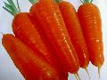 Red carrot