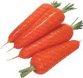 Chinese fresh carrot