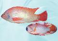Frozen Tilapia fillet(black and red tilapia)