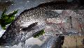 Frozen Mi-iuycroaker fillet